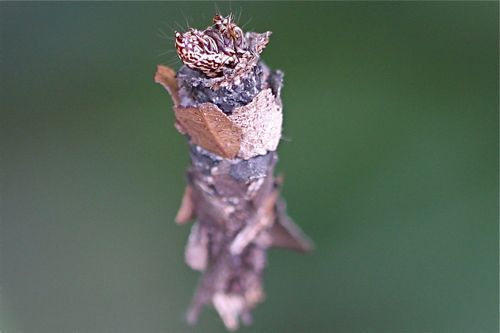 malaysian butterflies - butterfly pupa (chrysalis)