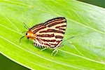 picture of club silverline butterfly found in malaysia