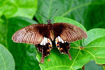 Great Mormon butterfly