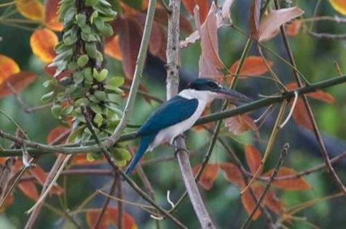 white-collared kingfisher