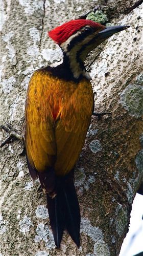 common flame-back woodpecker in Malaysia