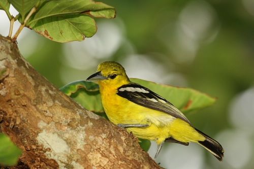 common iora, bird found in malaysia