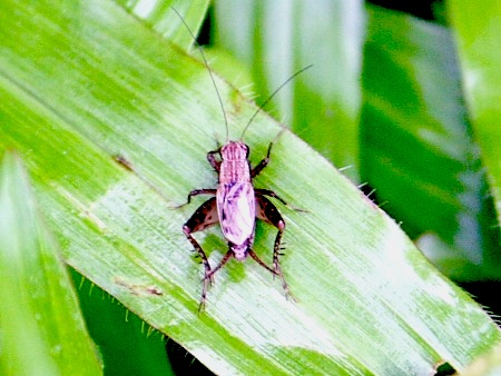 photo of cricket in malaysia