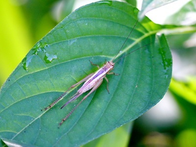 bush cricket found in Malaysia