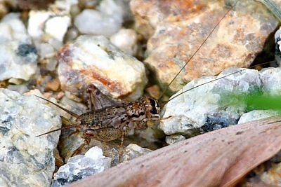 bush cricket found in Malaysia
