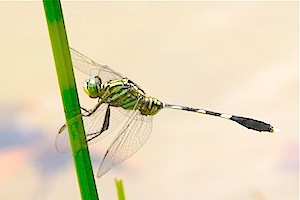 dragonfly photo