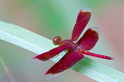 dragonfly photo