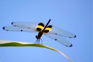 picture of rhyothemis phyllis dragonfly of malaysia