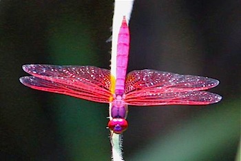 picture of trithemis aurora dragonfly