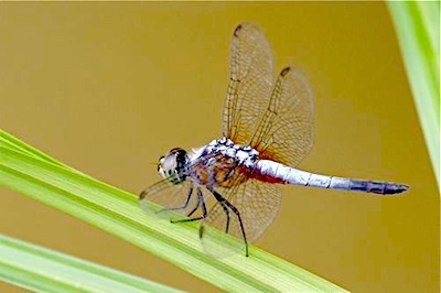 dragonfly photo