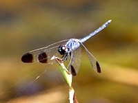 picture of black-tip dragonfly in malaysia