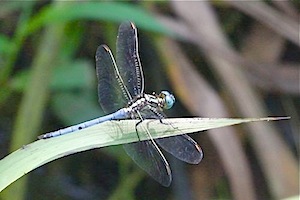 blue-colored butterfly of malaysia