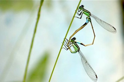 damselflies in mating position picture