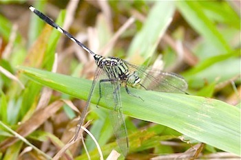 dragonfly of malaysia photo