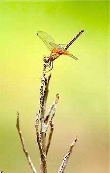 dragonfly of malaysia photo