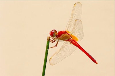 picture of a dragonfly