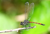 picture of a red and blue thorax dragonfly