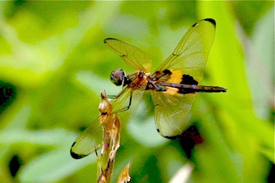 dragonfly of malaysia photo