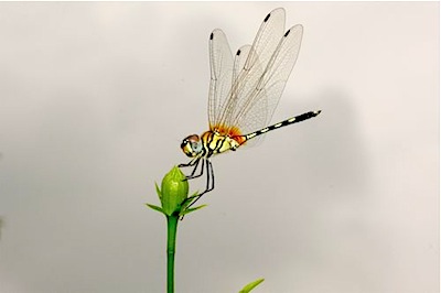 picture of a yellow dragonfly