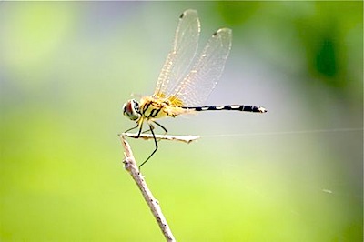 dragonfly picture