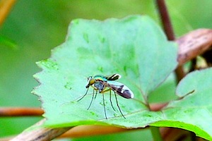 image of a malaysian long-legged-fly