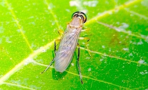 photo of a malaysian soldier fly