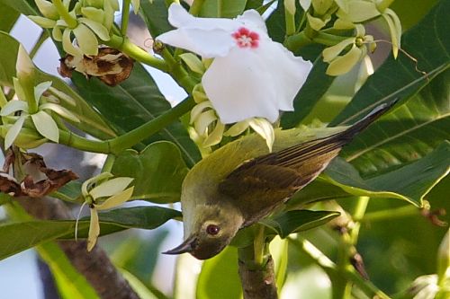 flower pecker