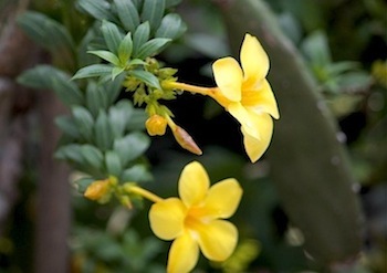 allamanda flower
