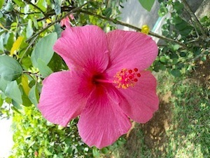 big red hibiscus flower