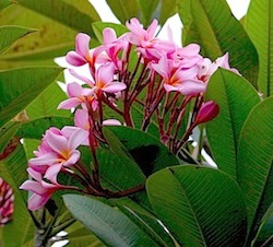 pink frangipani flowers
