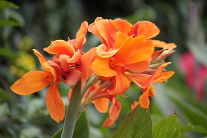 orange-colored canna flowers