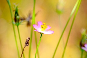 daisy flower