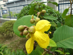 yellow dillenia flowers