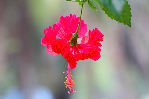 bright red hibiscus flower