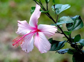 beautiful pink and white hibiscus