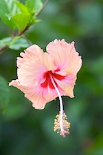 hibiscus - malaysia's national flower