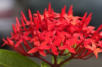 red ixora flowers