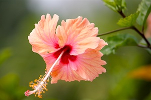 mixed colored hibiscus flower