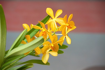 yellow orchids