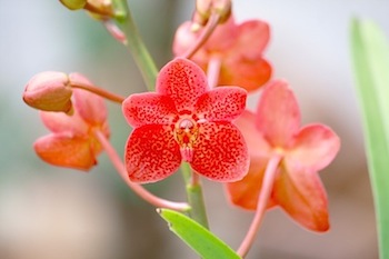 close-up of pink orchid flower