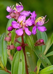 small balsam flowers