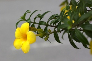 yellow allamanda flower
