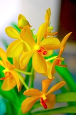 picture of yellow orchid found in malaysia