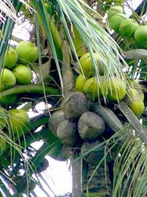 photo of coconuts on tree