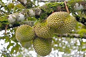 picture of ripe durians on tree