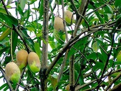 picture of ripe mangoes on tree