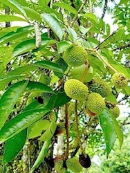 picture of pulasan fruit on tree