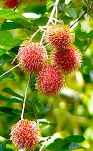 picture of bunch of red rambutans on tree