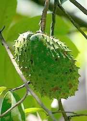 soursop on tree picture