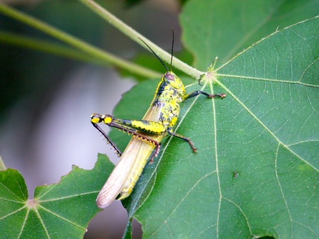 grass-hopper of malaysia image